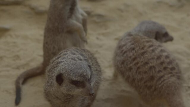 Funny animals. Meerkat family sunning themselves in the early morning sunshine,Botswana. Wildlife of Africa