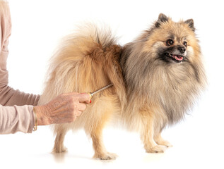 Brown Pomeranian Sheepdog getting his hair done