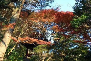 秋の鎌倉。妙本寺の紅葉。