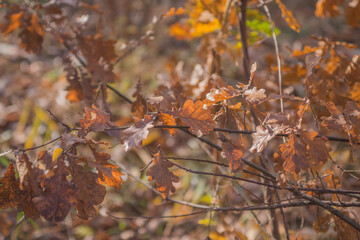 Autumn is golden in the forest. Backlit evening light. Autumn textural background. Bokeh

