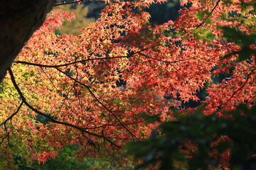 秋の鎌倉。妙本寺の紅葉。