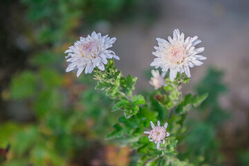 flowers in the garden