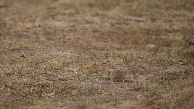 The European ground squirrel (Spermophilus citellus), also known as the European souslik, is a species from the squirrel family. Slow motion video.