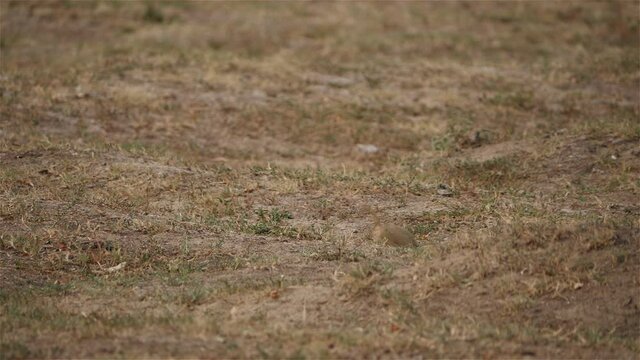 The European ground squirrel (Spermophilus citellus), also known as the European souslik, is a species from the squirrel family. Slow motion video.