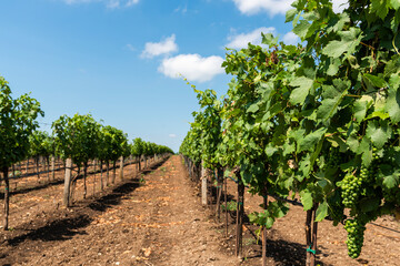 Fototapeta na wymiar Grape Rows in Vineyard. Viticulture Farming