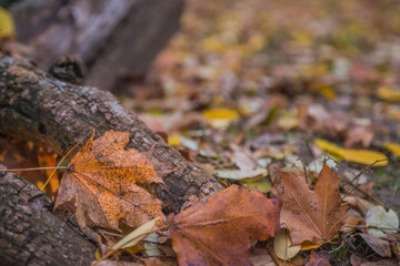 Autumn is golden in the forest. Backlit evening light. Autumn textural background. Bokeh
