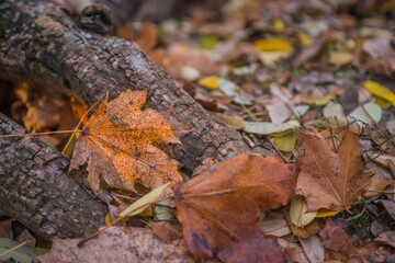 Autumn is golden in the forest. Backlit evening light. Autumn textural background. Bokeh
