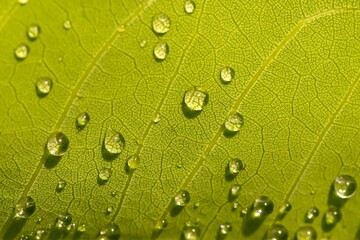 Fototapeta na wymiar Close up of Longan (Dimocarpus longan) green leaves with water splash for natural background