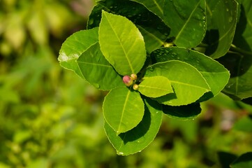 Lemon (Citrus limon) pink white flowers and green leaves