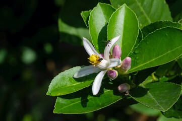 Lemon (Citrus limon) pink white flowers and green leaves