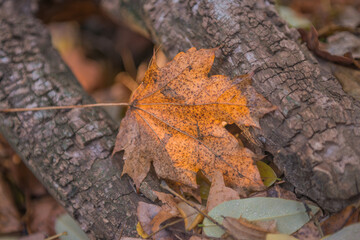 Autumn is golden in the forest. Backlit evening light. Autumn textural background. Bokeh
