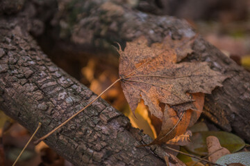 Autumn is golden in the forest. Backlit evening light. Autumn textural background. Bokeh
