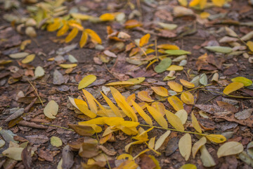 Multicolored autumn maple leaves as background.
