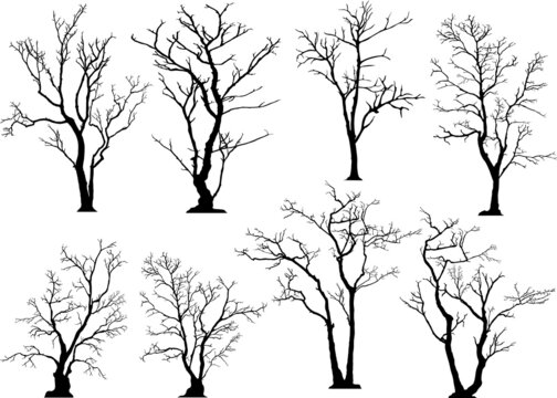 silhouette of tree without leaves art for creative creative graphic design
