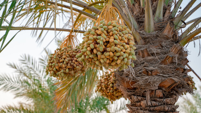 Plantation of date palms. Tropical agriculture industry in the Middle East.