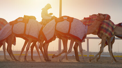 Jockeys taking the camels for walk in the race tracks.