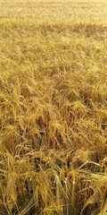 golden wheat field in summer