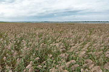 Schilfgürtel im Nationalpark Vejlerne in Nordjütland, Dänemark