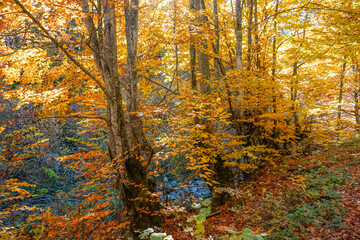 Autumn in the golden forest, beech forest and stream, Balkan, Bulgaria