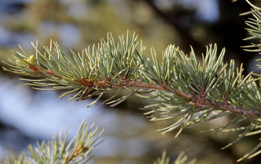 close-up branches of a pine on  garden