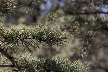 Naklejka na ściany i meble close-up branches of a pine on garden