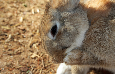 brown cute rabbit in the garden
