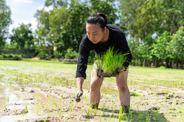 Amateur Asian man tests and tries to transplant rice seedlings in paddy rice field in the open sky day.
