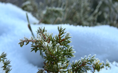 Fir branch with snow