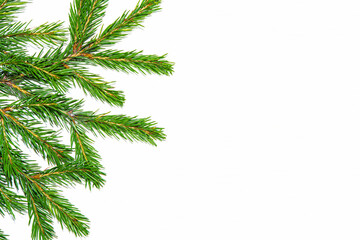 Obraz premium A branch of a green spruce on a white background with copy space.Blank, background for a holiday card for Christmas, new year 