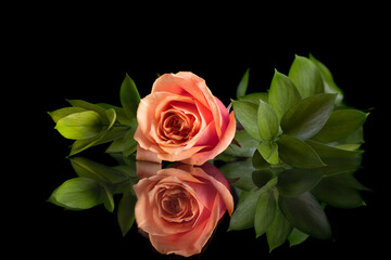 Beautiful Flower Composition with Pink Rose and Green Leaves on Black Background with Reflection.