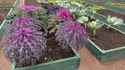 A small vegetable garden in the park, vegetable beds, white cabbage and cauliflower,private farm.