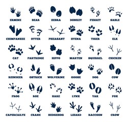Animal tracks. Footprint animals, goose track. Isolated black trail of wild forest fauna paws. Different natural prints of elk, goose, bear, recent vector set