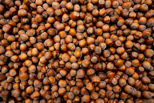 orzechy laskowe, dużo orzech&oacute;w laskowych, hazelnuts