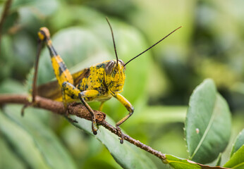 grasshopper on a leaf