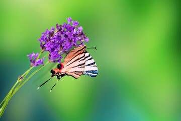 Beautiful wild medium-sized pierid butterfly found hanging on to the flower plant
