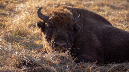 A beautiful noble and pure bison in a natural environment under the rays of the morning sun is resting in a clearing