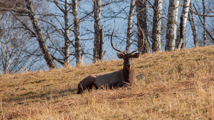 Red deer , Altai maral in its natural environment basks under the sun
