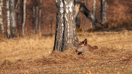 Red deer , Altai maral in its natural environment basks under the sun