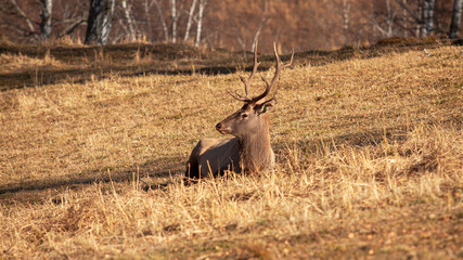 Red deer , Altai maral in its natural environment basks under the sun