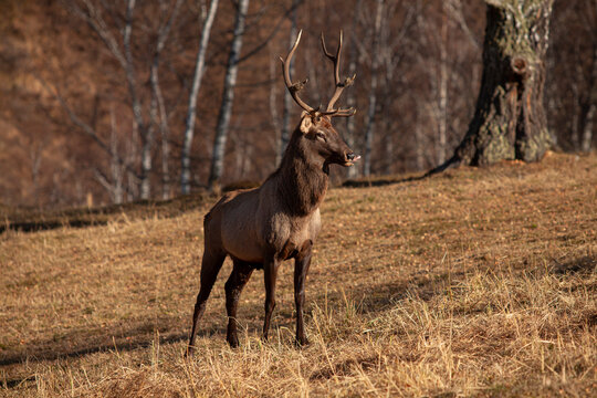 Red deer , Altai maral in its natural environment basks under the sun