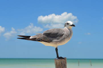 Gaviota atricilla