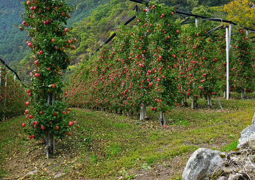 Südtirol, Vinschgau, bei Meran, Obstplantage mit roten Äpfeln