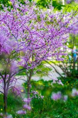 Obraz premium pink flowers in the garden