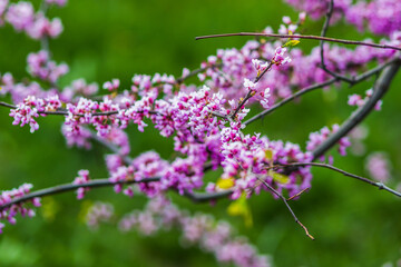 butterfly on lavender