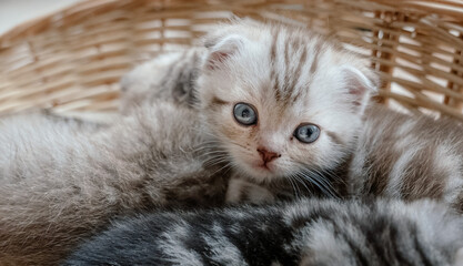 Pretty scottish straight kitten in a straw basket