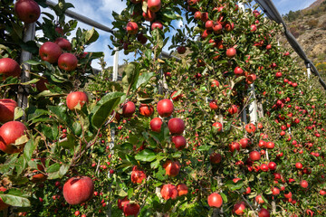 red and ripe apples on trees, plantation