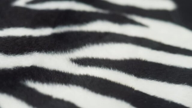 Zebra cloth texture close-up. Black and white striped fabric, animal print concept. Cotton wool or fur textile.