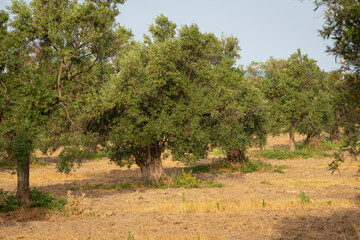 Old olive trees in a grove in the Calabria country, south of Italy.