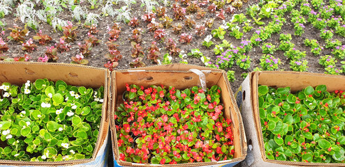 Multicolored begonia flowers in a box prepared for planting in the ground.