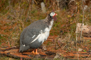 Guinea Fowl 
